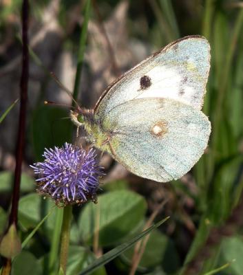  Colias Fabricius, 1807