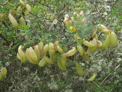 Baguenaudier, Arbre à vessies Colutea arborescens L., 1753