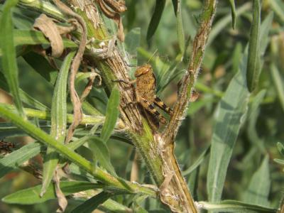 Criquet égyptien Anacridium aegyptium (Linnaeus, 1764)