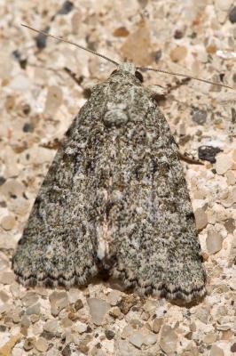 Bryophile du Lichen (La) Nyctobrya muralis (Forster, 1771)