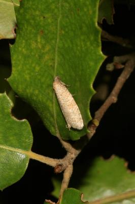  Isotrias stramentana (Guenée, 1845)