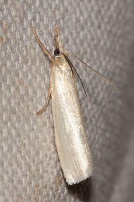  Crambus perlellus (Scopoli, 1763)