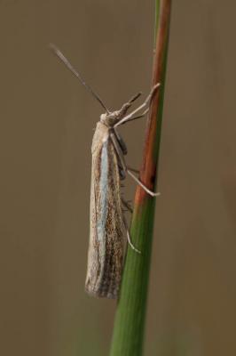  Agriphila latistria (Haworth, 1811)
