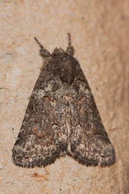 Bryophile andalouse Bryophila vandalusiae (Duponchel, 1842)