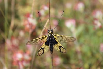 Ascalaphe ambré Libelloides longicornis (Linnaeus, 1764)