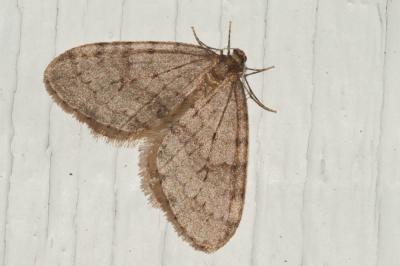 Cheimatobie hiémale (La), Phalène brumeuse (La) Operophtera brumata (Linnaeus, 1758)