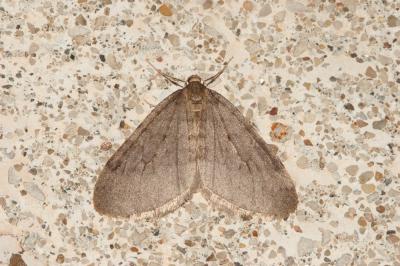 Cheimatobie hiémale (La), Phalène brumeuse (La) Operophtera brumata (Linnaeus, 1758)