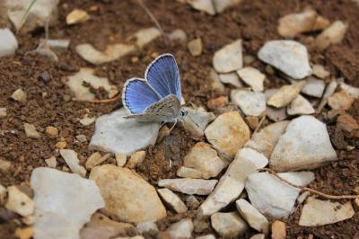 Azuré de l'Adragant (L'), Azuré du Plantain (L'),  Polyommatus escheri (Hübner, 1823)