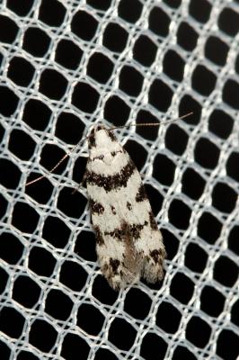  Pseudotelphusa scalella (Scopoli, 1763)