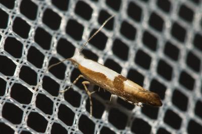  Argyresthia pruniella (Clerck, 1759)