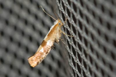  Argyresthia pruniella (Clerck, 1759)