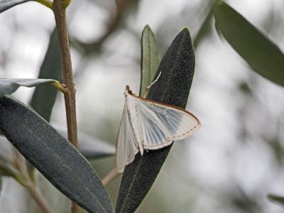 Palpita vitrealis (Rossi, 1794)