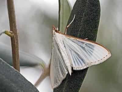  Palpita vitrealis (Rossi, 1794)
