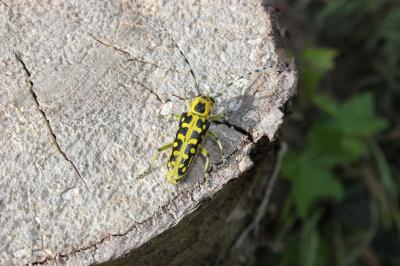  Saperda scalaris (Linnaeus, 1758)
