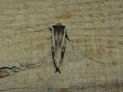 Bois-sec (Le) Xylena exsoleta (Linnaeus, 1758)