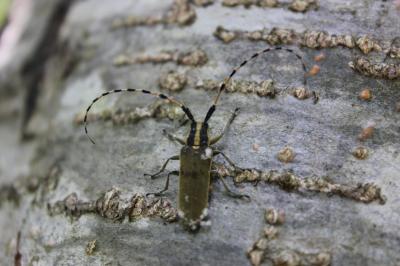 Agapanthie de l'Asphodèle Agapanthia asphodeli (Latreille, 1804)