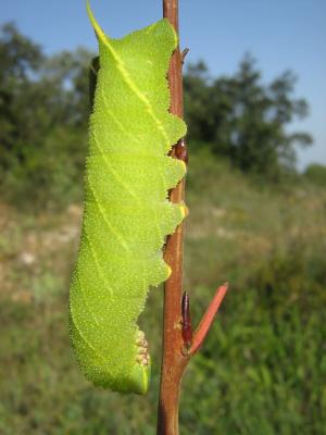 Sphinx du Peuplier (Le) Laothoe populi (Linnaeus, 1758)