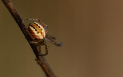 Mangore petite-bouteille Mangora acalypha (Walckenaer, 1802)