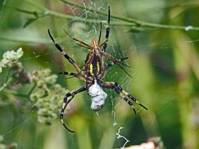 Épeire frelon Argiope bruennichi (Scopoli, 1772)