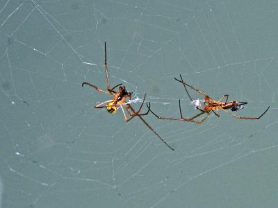  Tetragnatha Latreille, 1804