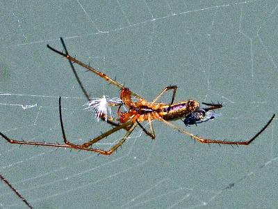  Tetragnatha Latreille, 1804