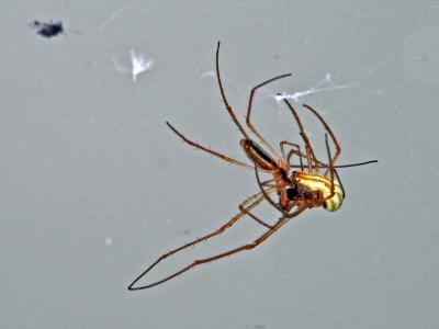  Tetragnatha Latreille, 1804