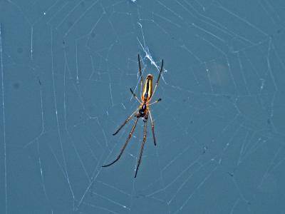  Tetragnatha Latreille, 1804
