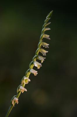 Spiranthe d'automne, Spiranthe spiralée Spiranthes spiralis (L.) Chevall., 1827