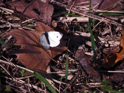 Piéride de la Rave (La), Petit Blanc du Chou (Le), Pieris rapae (Linnaeus, 1758)