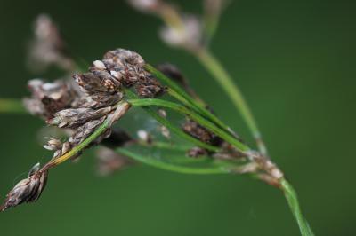 Scirpe des bois, Scirpe des forêts Scirpus sylvaticus L., 1753