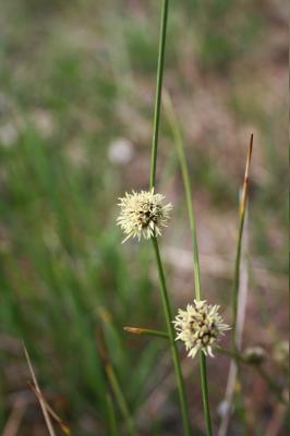 Scirpe du Midi Scirpoides holoschoenus subsp. australis (L.) Soják, 1972