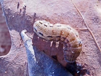 Hibou (Le) Noctua pronuba (Linnaeus, 1758)
