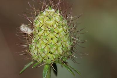 Scabieuse maritime Scabiosa atropurpurea var. maritima (L.) Fiori, 1903