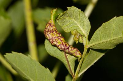  Psyllopsis fraxini (Linnaeus, 1758)
