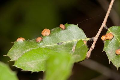  Plagiotrochus australis (Mayr, 1882)