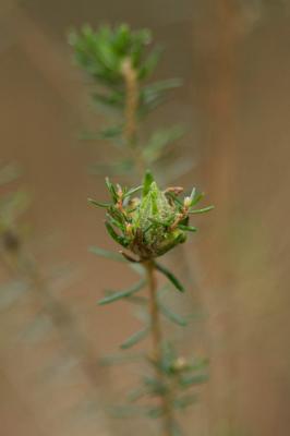  Dasineura ericaescopariae (Dufour, 1837)