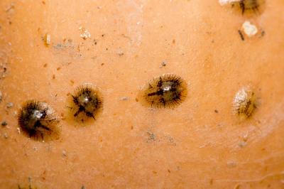  Coccus Linnaeus, 1758
