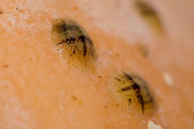  Coccus Linnaeus, 1758