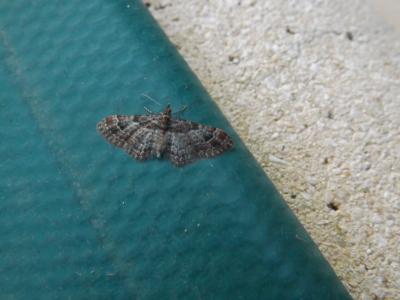 Fausse-Eupithécie (La) Gymnoscelis rufifasciata (Haworth, 1809)