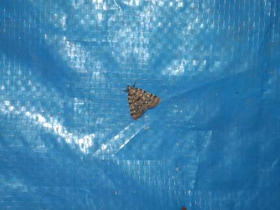  Aglossa pinguinalis (Linnaeus, 1758)