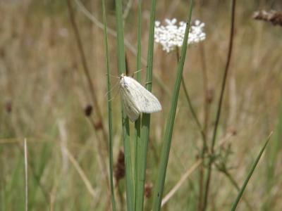  Sitochroa palealis (Denis & Schiffermüller, 1775)