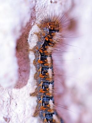 Bombyx du Chêne (Le), Minime à bandes jaunes (Le) Lasiocampa quercus (Linnaeus, 1758)