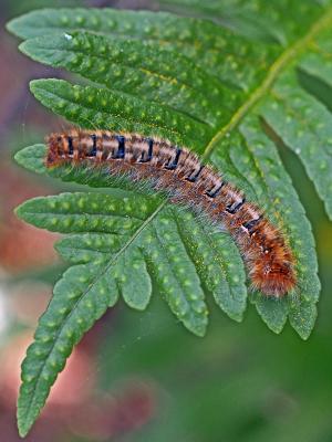 Bombyx du Chêne (Le), Minime à bandes jaunes (Le) Lasiocampa quercus (Linnaeus, 1758)
