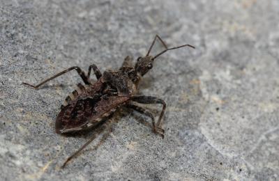  Coranus griseus (Rossi, 1790)