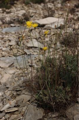 Épervière précoce, Épervière bleuâtre Hieracium glaucinum Jord., 1848