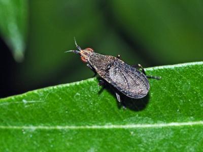  Euthycera cribrata (Rondani, 1868)
