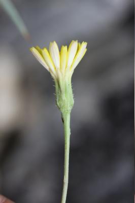 Liondent de Villars Leontodon hirtus L., 1759