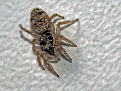  Salticus mutabilis Lucas, 1846
