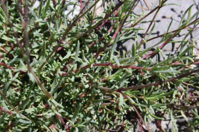 Gypsophile rampante Gypsophila repens L., 1753