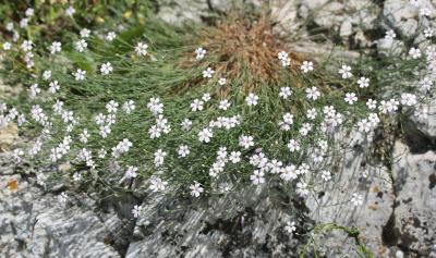 Oeillet saxifrage, Oeillet des rochers Petrorhagia saxifraga (L.) Link, 1829